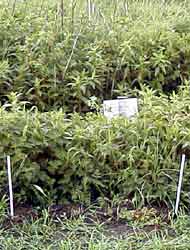 Indsamlingspunkt med rd arve (Anagallis arvensis) udplantet i markkanten ved Ellerup bk, Foto: DMU/Helle Weber Ravn