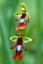 Flueblomst, Foto/DMU: Peter Wind